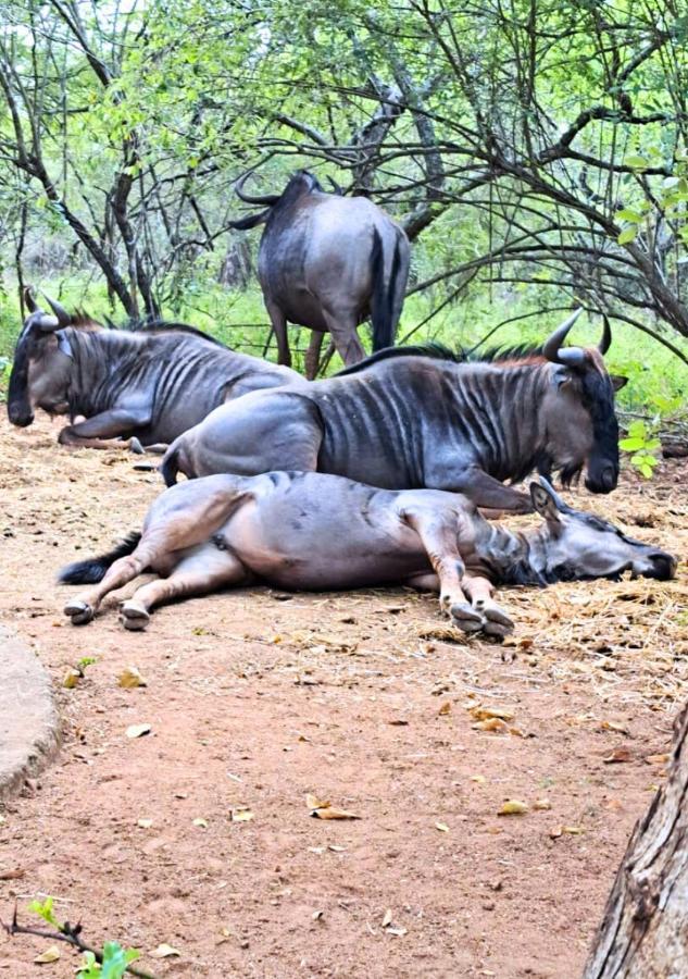 Lion King Villa Marloth Park Exterior photo
