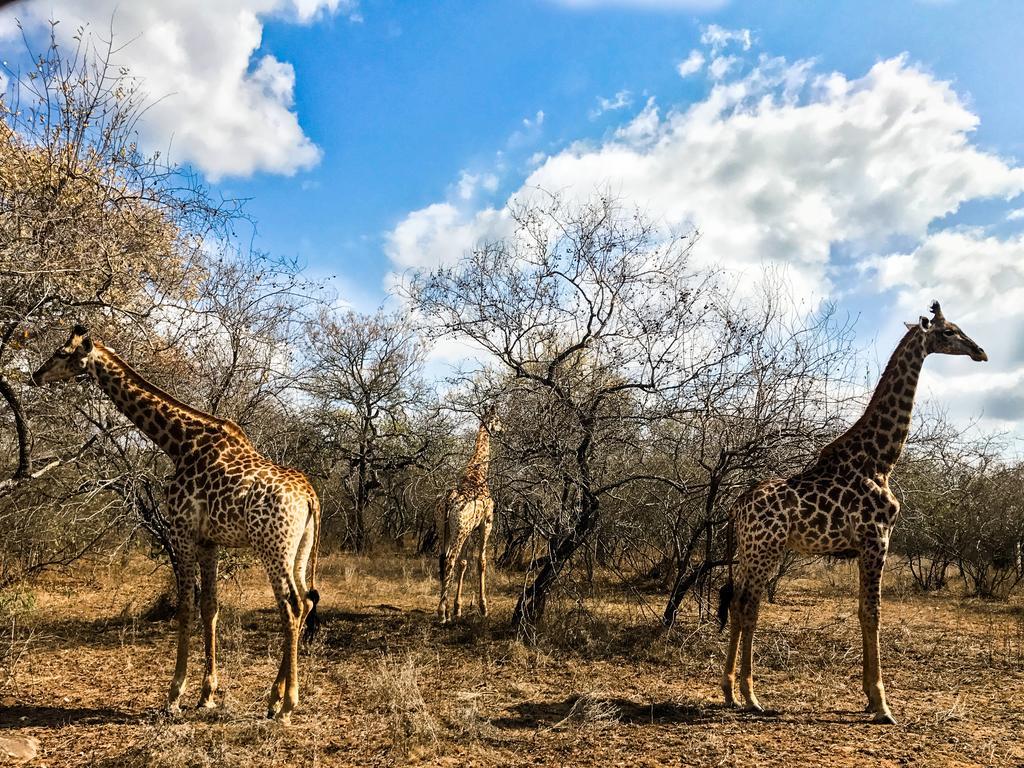 Lion King Villa Marloth Park Exterior photo